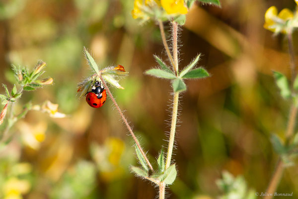 Coccinelle à 7 points – Coccinella septempunctata Linnaeus, 1758, (Mourenx (64), France, le 01/06/2022)