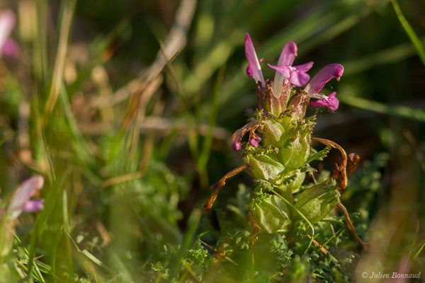 Pédiculaire des bois — Pedicularis sylvatica L., 1753, (Saint-Pée-sur-Nivelle (64), France, le 12/04/2021)