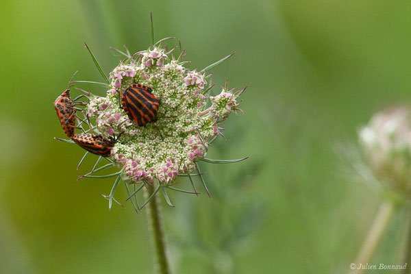 Punaise arlequin — Graphosoma italicum (O.F. Müller, 1766), (Parbayse (64), France, le 07-07-2019)