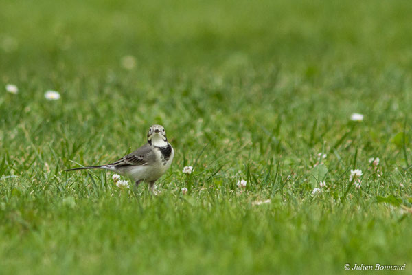 Bergeronnette grise — Motacilla alba Linnaeus, 1758, (juvénile) (Ger (64), France, le 19/10/2017)