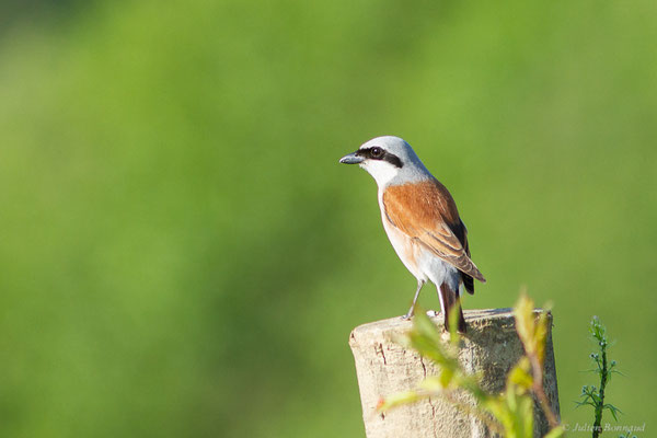 Pie-grièche écorcheur — Lanius collurio Linnaeus, 1758, (Ossun (65), France, le 31/05/2023)