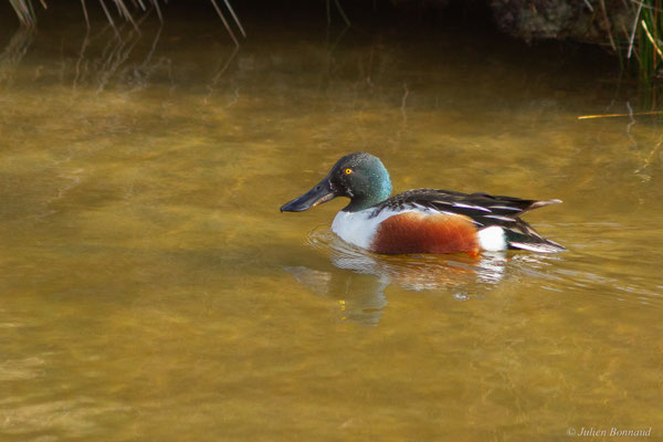 Canard souchet — Anas clypeata (Linnaeus, 1758)