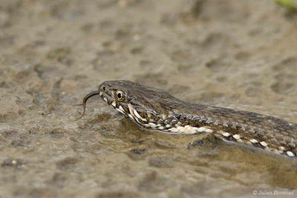 Couleuvre vipérine — Natrix maura (Linnaeus, 1758), (subadulte) (Adé (65), France, le 17/05/2021)