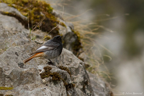 Rougequeue noir — Phoenicurus ochruros (Gmelin, SG, 1774), (mâle adulte) (fort du Portalet, Etsaut (64), France, le 26/03/2021)