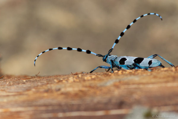 Rosalie des Alpes — Rosalia alpina (Linnaeus, 1758), (Bedous (64), France, le 03/08/2025)