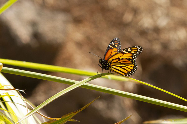 Monarque ou Monarque américain — Danaus plexippus (Linnaeus, 1758), (Oasis Park, Fuerteventura, (Iles Canaries, Espagne), le 16/02/2022)