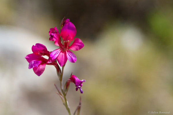 Glaïeul d'Illyrie — Gladiolus illyricus W.D.J.Koch, 1837