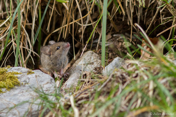 Mulot sylvestre — Apodemus sylvaticus (Linnaeus, 1758), (fort du Portalet, Etsaut (64), France, le 26/03/2021)