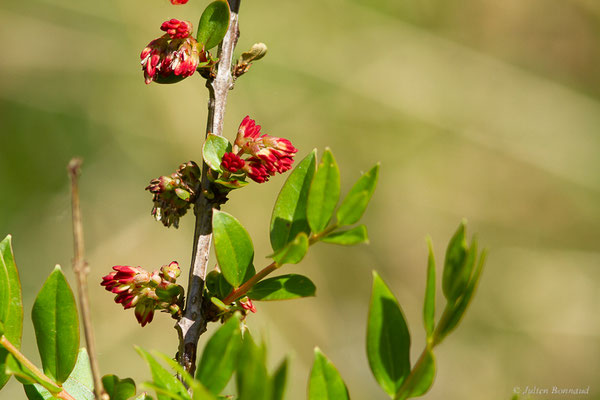 Corroyère à feuilles de myrte — Coriaria myrtifolia L., 1753, (Lespielle (64), France, le 20/04/2024)