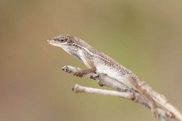 Anolis doré — Norops auratus (Daudin, 1802), (Centre Spatial Guyanais, Kourou, Guyane, le 17/02/2017)