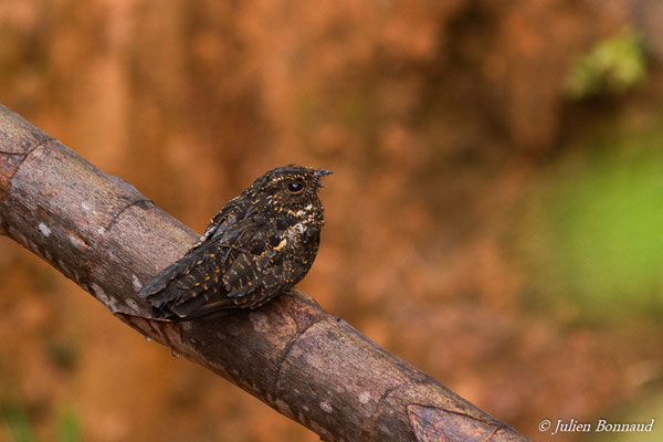 Engoulevent noirâtre — Nyctipolus nigrescens (Cabanis, 1848), (Saint Pierre, Saint-Laurent-du-Maroni, Guyane, le 27-01-2017)