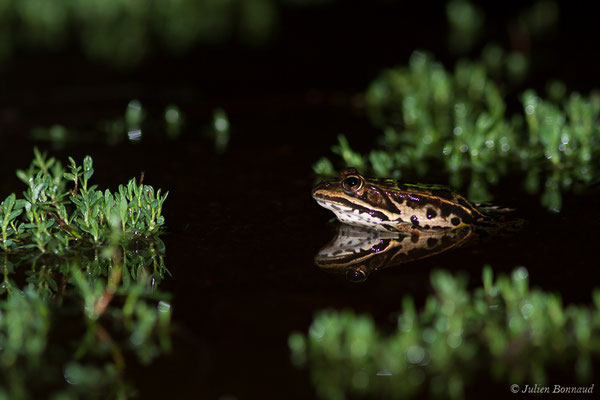 Grenouille de Berger — Pelophylax lessonae bergeri (Günther in Engelmann, Fritzsche, Günther & Obst, 1986), (Poticcio (2A), France, le 03/09/2019)