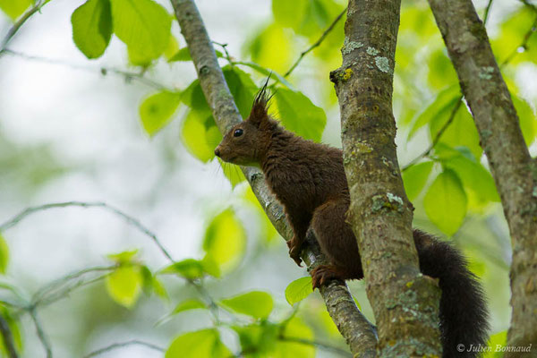 Écureuil roux — Sciurus vulgaris Linnaeus, 1758, (Luz-Saint-Sauveur (65), France, le 05/05/2021)