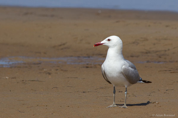 Goéland d'Audouin — Ichthyaetus audouinii (Payraudeau, 1826), (Parc Naturel du Delta de l'Ebre (Catalogne), Espagne, le 06/06/2022)