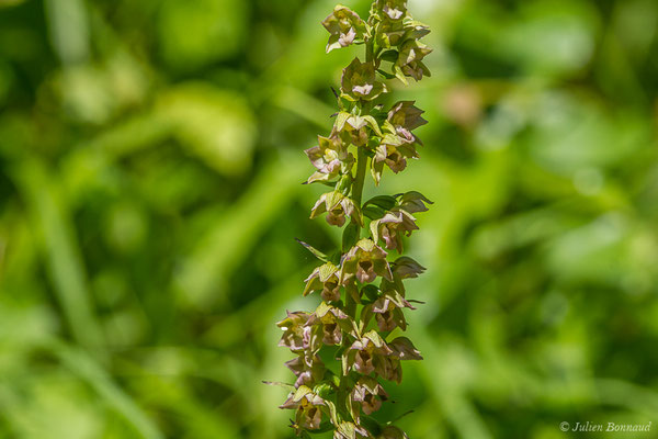 Épipactis à larges feuilles ou Elléborine à larges feuilles — Epipactis helleborine (L.) Crantz, 1769