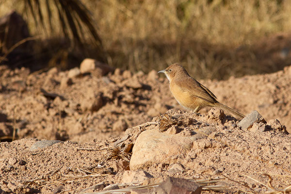 Cratérope fauve — Argya fulva (Desfontaines, 1789), (Tata (Souss-Massa), Maroc, le 08/02/2023)