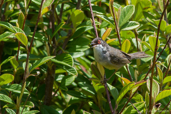 Fauvette mélanocéphale — Curruca melanocephala (Gmelin, JF, 1789), (mâle adulte) (Bidart (64), France, le 22/05/2019)