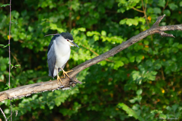Bihoreau gris — Nycticorax nycticorax (Linnaeus, 1758)