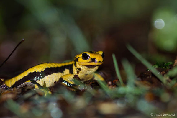 Salamandre tachetée — Salamandra salamandra fastuosa (Schreiber, 1912), (adulte) (Oloron Sainte-Marie (64), France, le 28/04/2021)