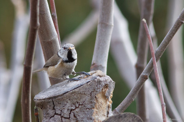 Mésange huppée — Lophophanes cristatus (Linnaeus, 1758), (Toulon (83), France, le 17/02/2025)