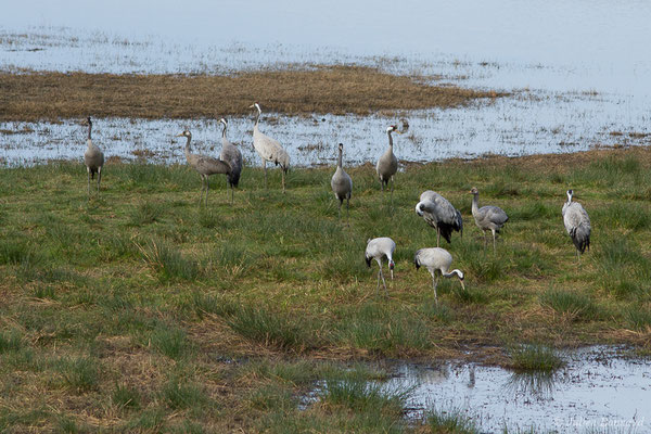 Grue cendrée – Grus grus (Linnaeus, 1758), (réserve des barthes de Saint-Martin-de-Seignanx (64), France, le 19/01/2019)