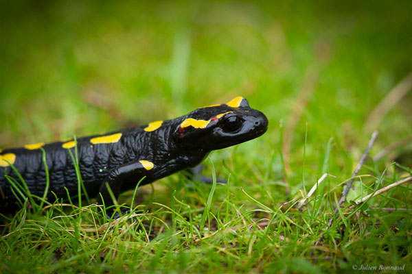 Salamandre nord-africaine — Salamandra algira Bedriaga, 1883