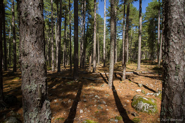 Pin Laricio, Pin de Corse (Pinus nigra subsp. laricio) (Forêt d'Aitone, Évisa (2A), France, le 11/09/2019)