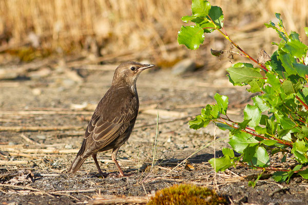 Étourneau sansonnet — Sturnus vulgaris Linnaeus, 1758, (Mourenx (64), France, le 01/06/2022)