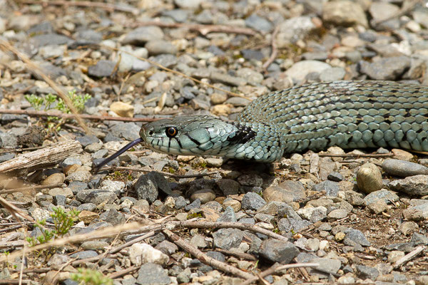 Couleuvre helvétique — Natrix helvetica (Lacepède, 1789)