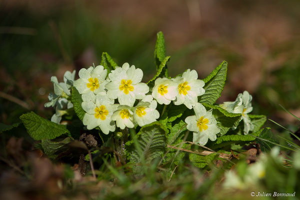Primevère acaule – Primula vulgaris Huds., 1762, (Pouydesseaux (40), France, le 14/03/2018)