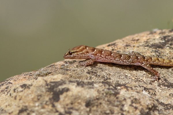 Saurodactyle à bandes — Saurodactylus fasciatus Werner, 1931, (Site archéologique de Volubilis, Fertassa (Fès-Meknès), Maroc, le 22/02/2023)