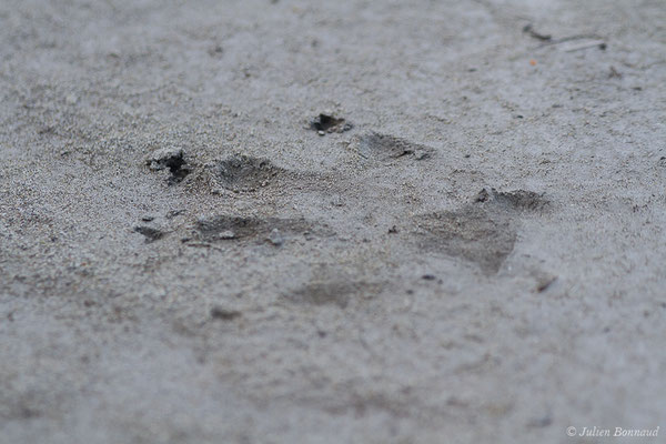 Castor d'Europe — Castor fiber Linnaeus, 1758, (Le Puy-Sainte-Réparade (13), France, le 05/02/2021)