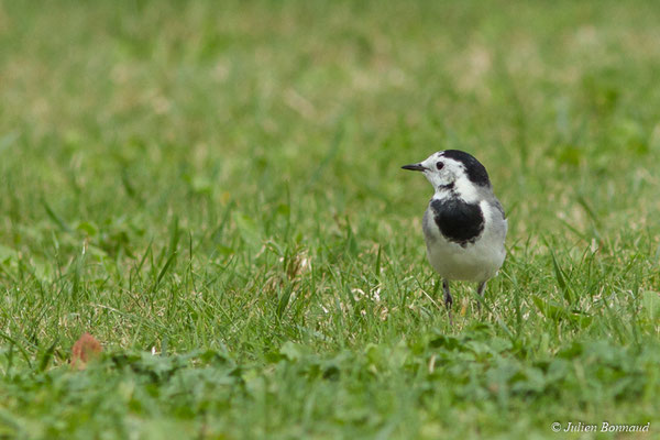 Bergeronnette grise — Motacilla alba Linnaeus, 1758, (adulte en plumage d'hiver) (Ger (64), France, le 19/10/2017)