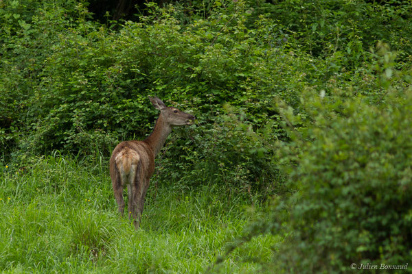 Cerf élaphe – Cervus elaphus Linnaeus, 1758, (Hameau du Plan, Saint-Béat (31), France, le 05/06/2018)