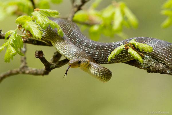 Couleuvre d'Esculape — Zamenis longissimus (Laurenti, 1768)