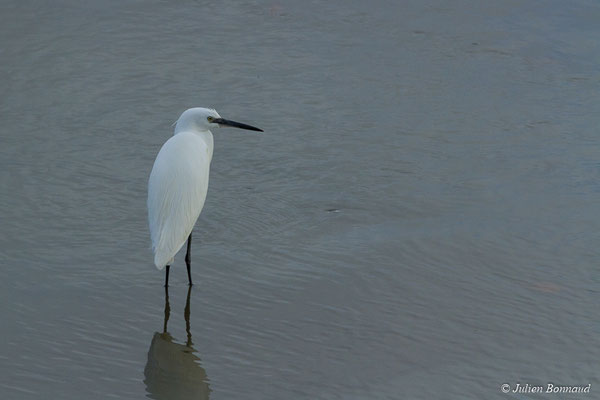 Aigrette garzette — Egretta garzetta (Linnaeus, 1766), (immature ou adulte en plumage internuptial), (Baie de Saint-Brieuc, Hillion (22), France, le 24/11/2017)
