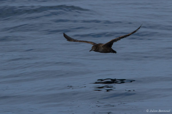 Puffin fuligineux – Ardenna grisea (Gmelin, JF, 1789), (Sagres (Vila do Bispo), (Algarve), Portugal, le 31/08/2018)