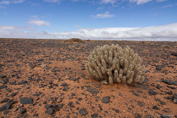 Euphorbe de Fuerteventura — Euphorbia handiensis Burchard, 1912, (Msseyed (Guelmim-Oued Noun), Maroc, le 26/03/2024)