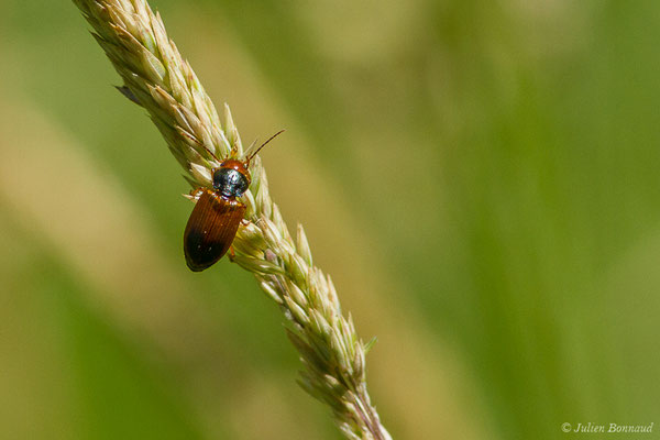 Diachrome allemand (Diachromus germanus) (Monein (64), France, le 21/05/2020)