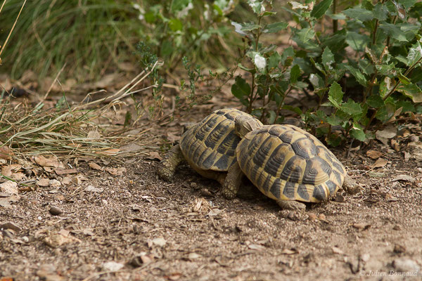 Tortue d'Hermann — Testudo hermanni (Gmelin, 1789), (Moltifao (2B), France, le 10/09/2019)