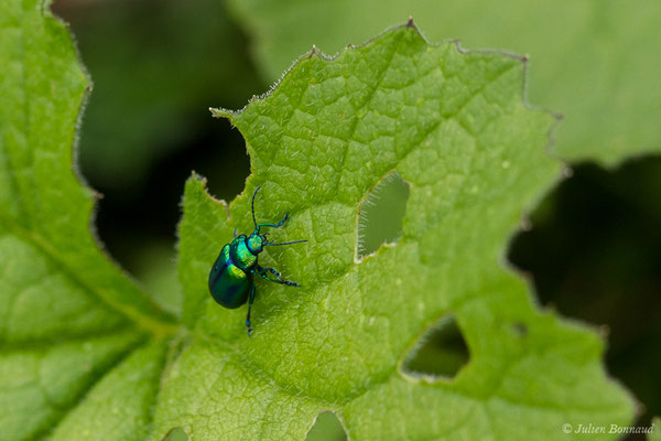 (Oreina speciosissima) (adulte) (Station de ski de Gourette, Eaux Bonnes (65), France, le 15/06/2020)