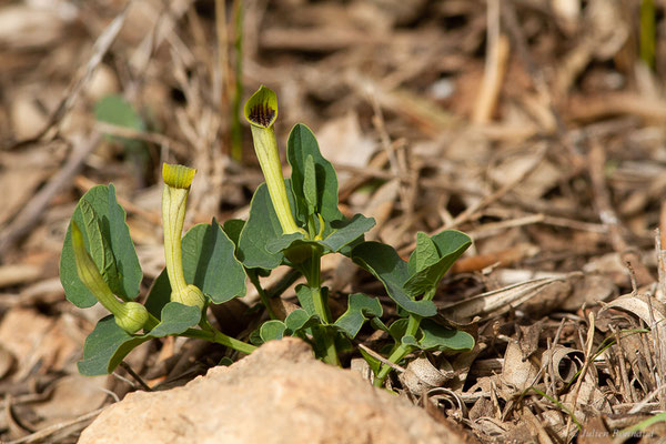 Aristoloche à nervures peu nombreuses — Aristolochia paucinervis Pomel, 1874, (Ouzoud (Béni Mellal-Khénifra), Maroc, le 19/02/2023)
