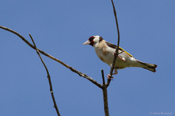 Chardonneret élégant — Carduelis carduelis (Linnaeus, 1758), (Bardenas Real, Arguedas (Aragon), Espagne, le 08/06/2022)
