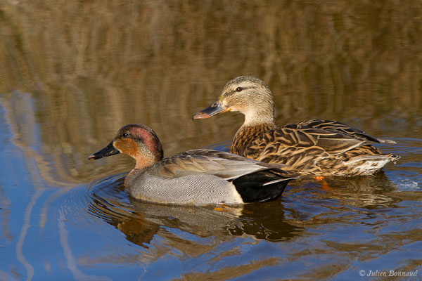 Hybride Sarcelle d'hiver – Anas crecca Linnaeus, 1758, X Canard colvert – Anas platyrhynchos Linnaeus, 1758, (Parc ornithologique de Pont de Gau (13), France, le 20/02/2020)