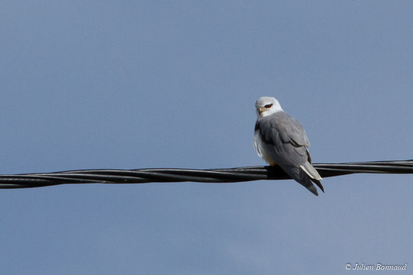 Élanion blanc — Elanus caeruleus (Desfontaines, 1789), (adulte) (Tarasteix (65), France, le 01/03/2018)