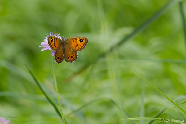 Mégère — Lasiommata megera (Linnaeus, 1767), (Le Bastan de Sers, Sers (65), France, le 29/06/2018)