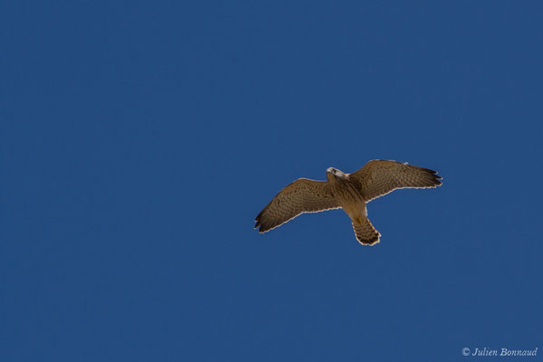 Faucon crécerellette — Falco naumanni Fleischer, JG, 1818, ((Andalousie), Espagne, le 01/08/2020)