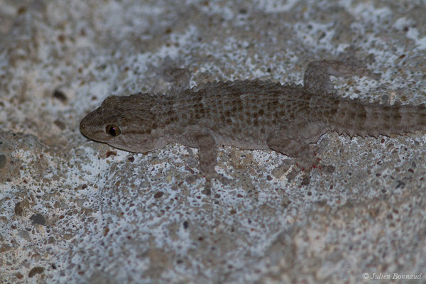 Tarente de Maurétanie — Tarentola mauritanica (Linnaeus, 1758), (Vila do Bispo (Algarve), Portugal, le 04/09/2018)