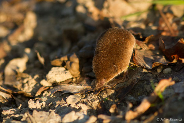 Musaraigne pygmée — Sorex minutus Linnaeus, 1766