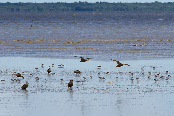 Canard des Bahamas ou Pilet des Bahamas — Anas bahamensis Linnaeus, 1758
